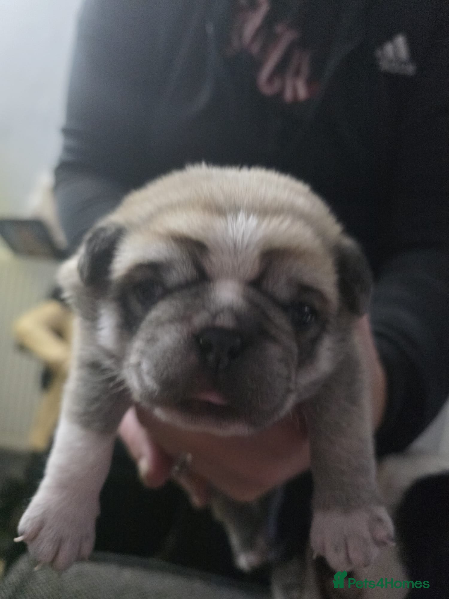 Pug dogs Kc registered rare colours  - Advert 13