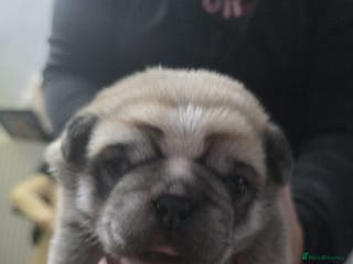 Pug dogs Kc registered rare colours - Advert 14