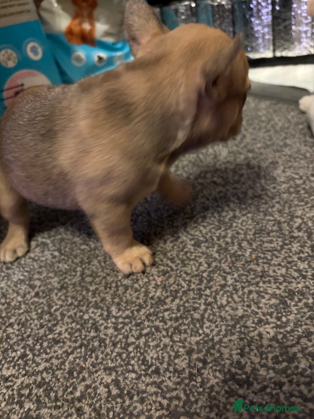 French Bulldog dogs for sale: 3 beautiful girls  - Image 10