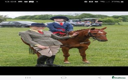 Riding pony horses for sale: Stunning show pony  - Image 9