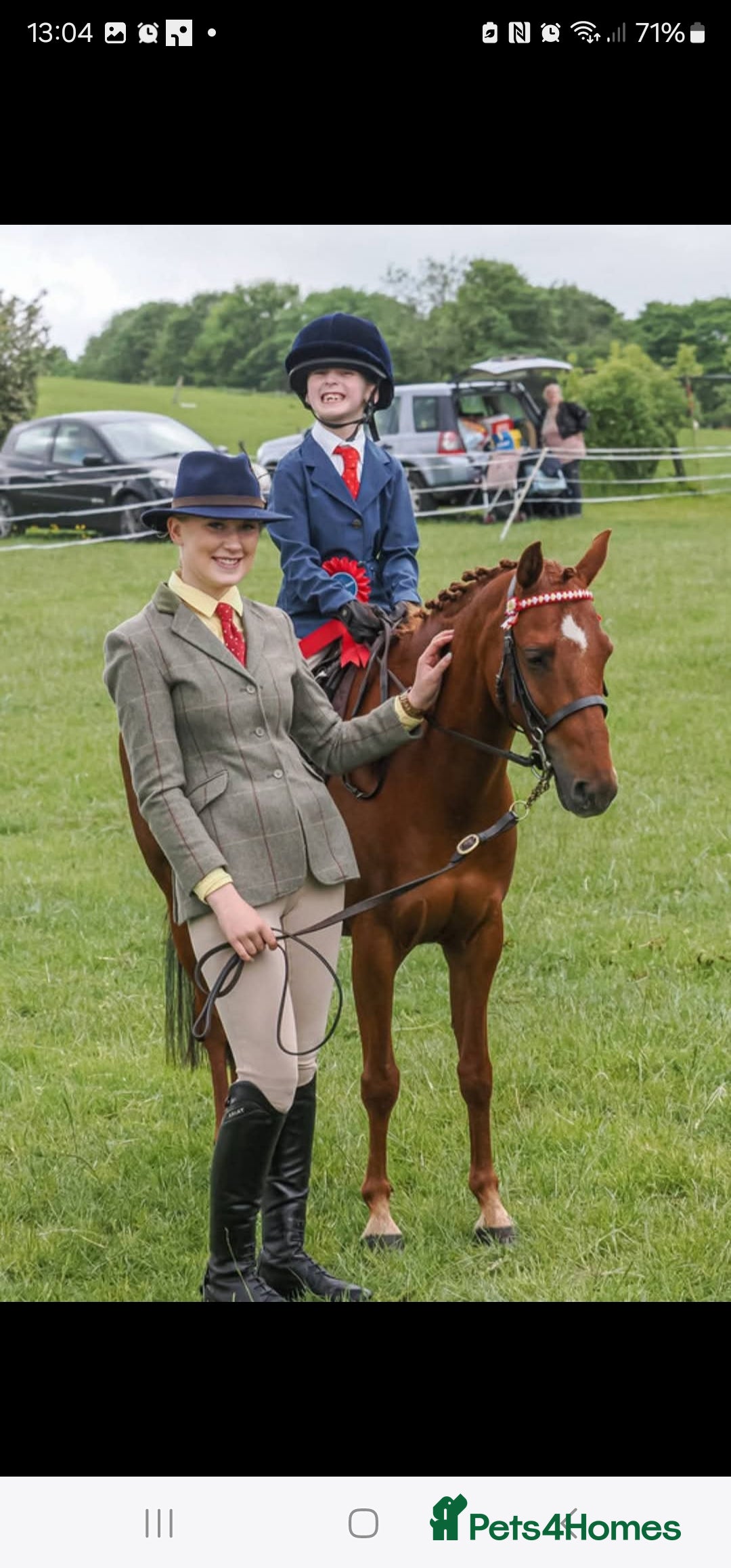 Riding pony horses for sale: Stunning show pony  - Image 9