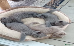 British Shorthair cats for sale: Beautiful British short-hair kittens  - Image 22