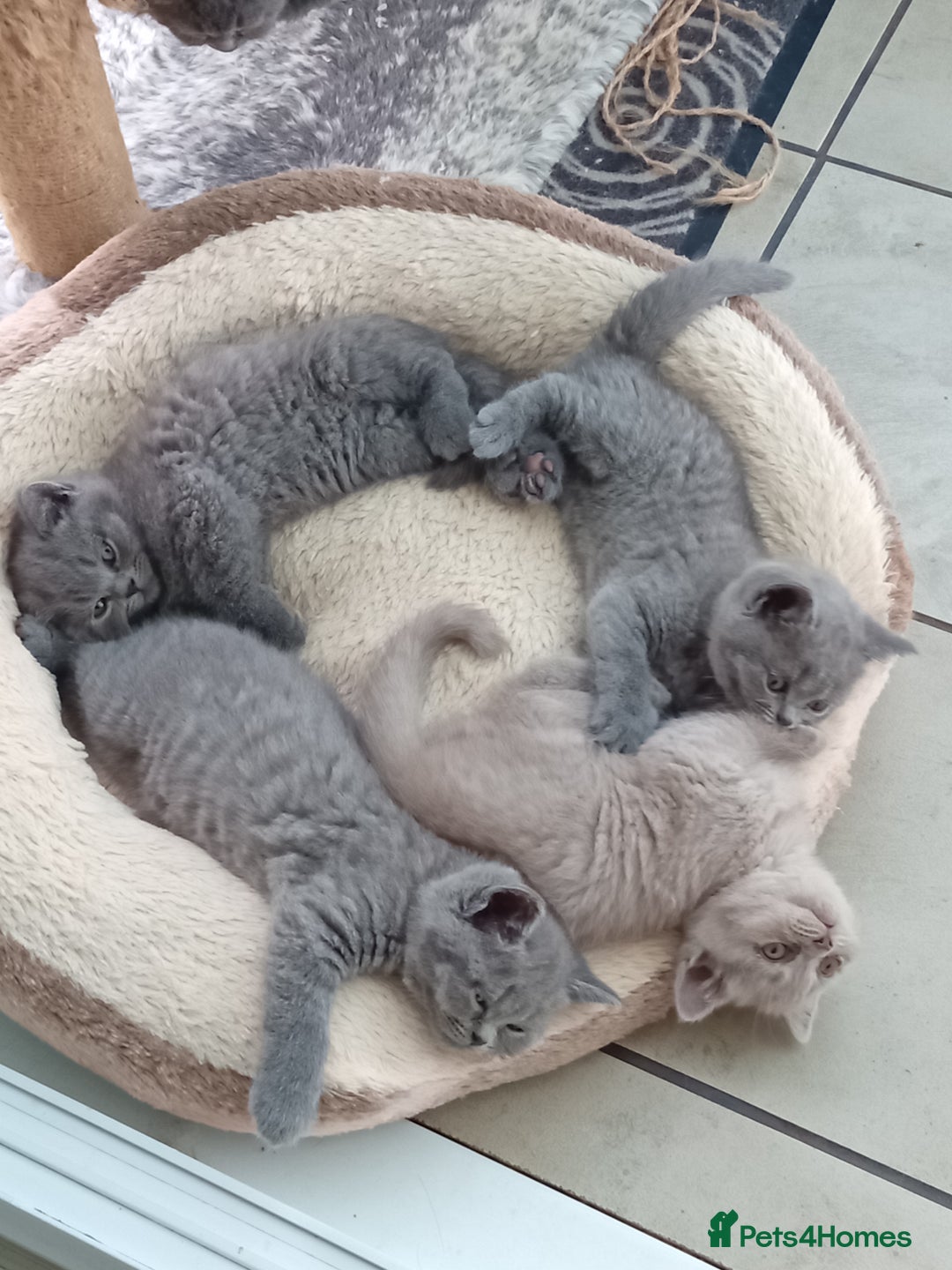 British Shorthair cats for sale: Beautiful British short-hair kittens  - Image 22
