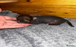 Chinese Crested dogs for sale: Chinese crested powderpuff ready September 12th - Image 33