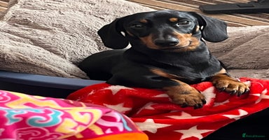 Dachshund dogs - Advert 10