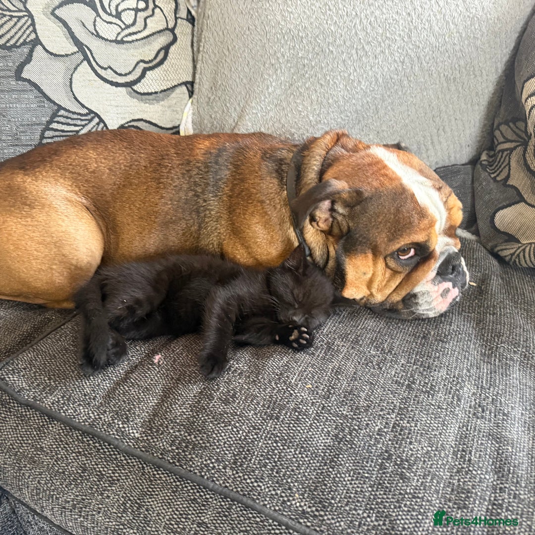 English Bulldog dogs for stud: Blungle needs to be a daddy  - Image 3