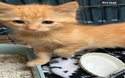RagaMuffin cats for sale: Fluffy boys  - Image 2