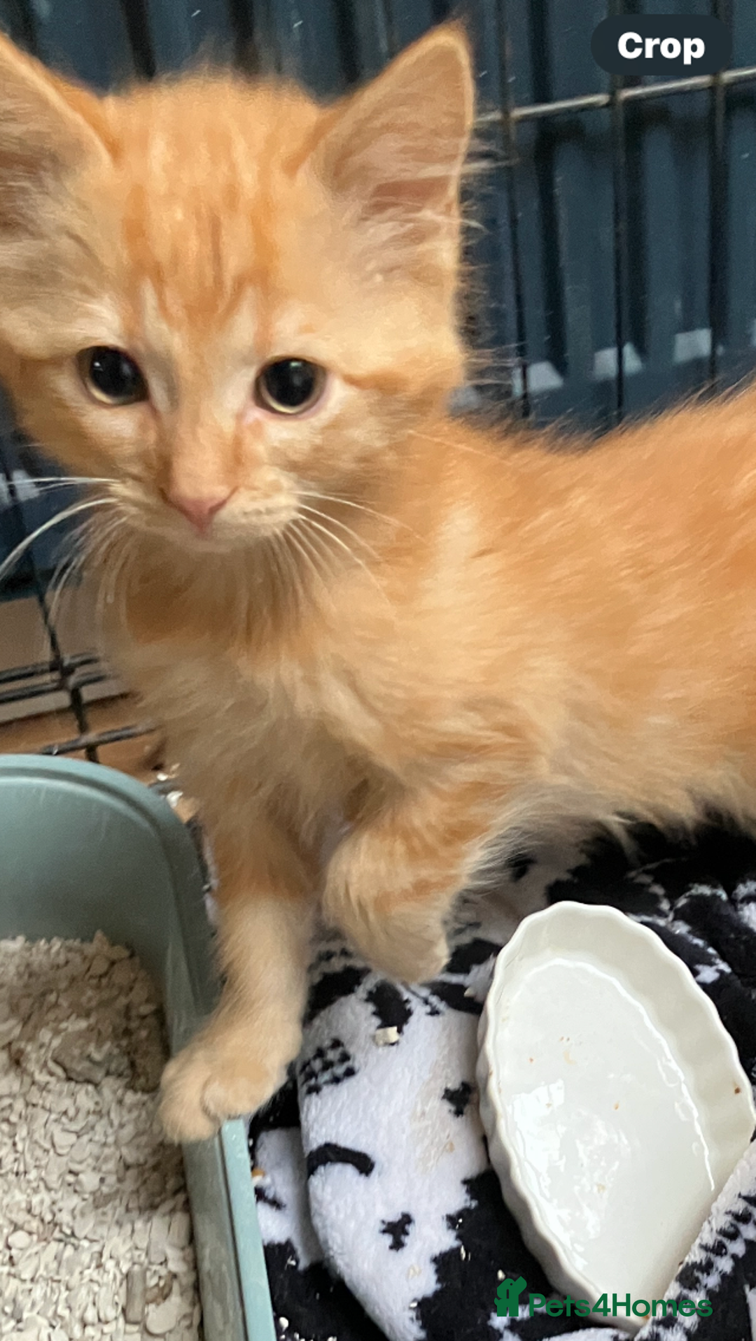 RagaMuffin cats for sale: Fluffy boys  - Image 2
