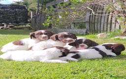 English Springer Spaniel dogs for sale: Stunning English Springer Spaniel puppies - Image 7
