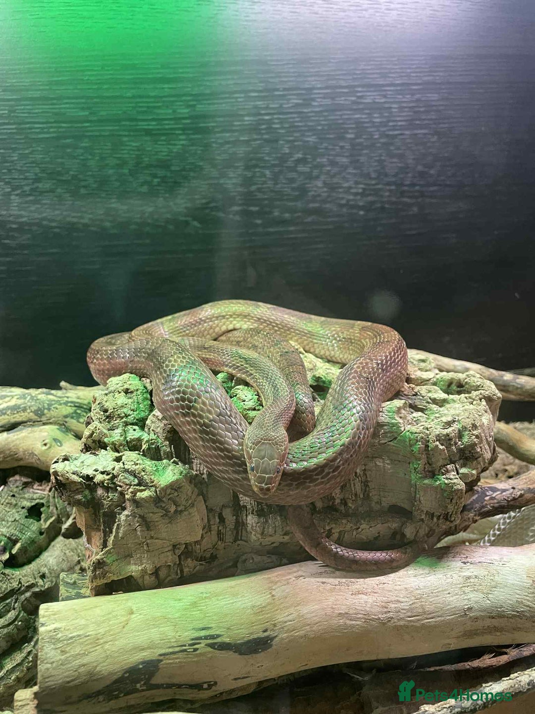 Corn Snake reptiles for sale: Corn snake and full setup  - Image 3