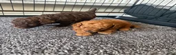 Toy Poodle dogs for sale: ASIAN toy poodle puppies  - Advert 6