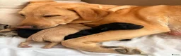 Labrador Retriever dogs for sale: Pedigree Labrador Male Puppies Black/Yellow 7wk - Advert 3