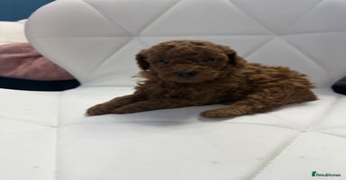 Maltipoo dogs Maltipoo pups ready to go around 22nd December - Advert 8