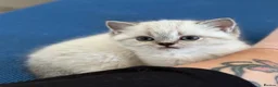 British Shorthair cats for sale: Gorgeous white/grey British shorthair kittens - Advert 2