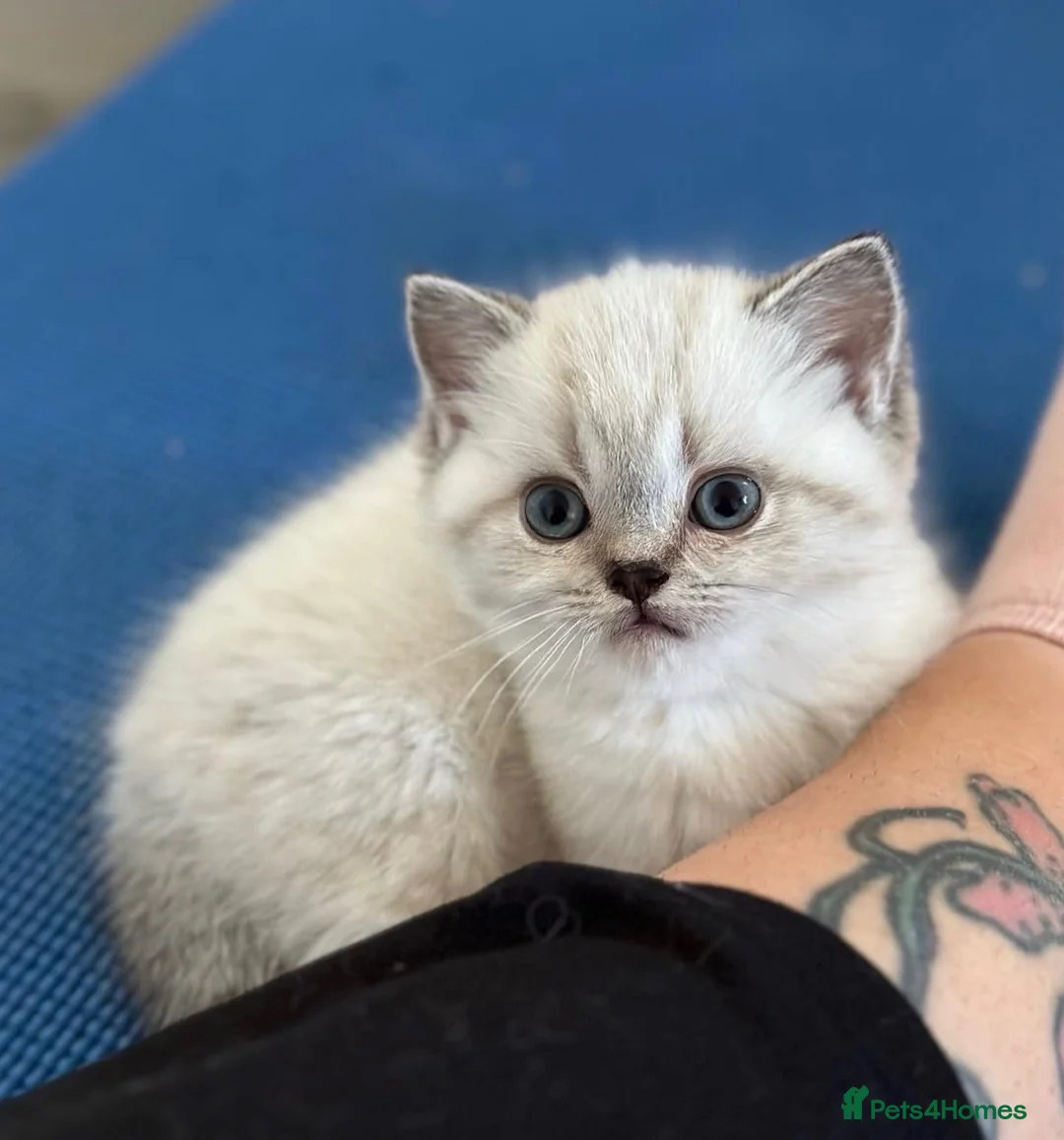 British Shorthair cats for sale: Gorgeous white/grey British shorthair kittens - Advert 2