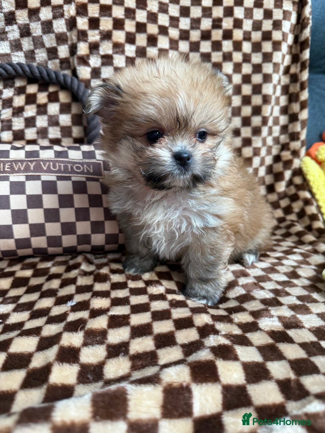 Mixed Breed dogs for sale: RARE  Shipom /pomshi Pomeranian and Shihtzu cross  - Image 15