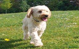 Cockapoo dogs for sale: Young cockapoo girl DNA tested parents  - Image 4