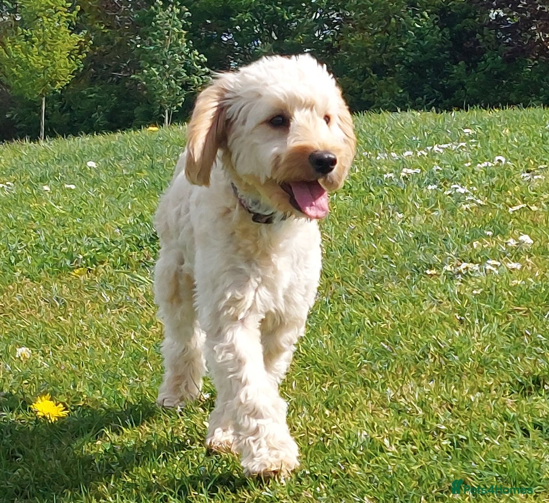 Cockapoo dogs for sale: Young cockapoo girl DNA tested parents  - Image 4