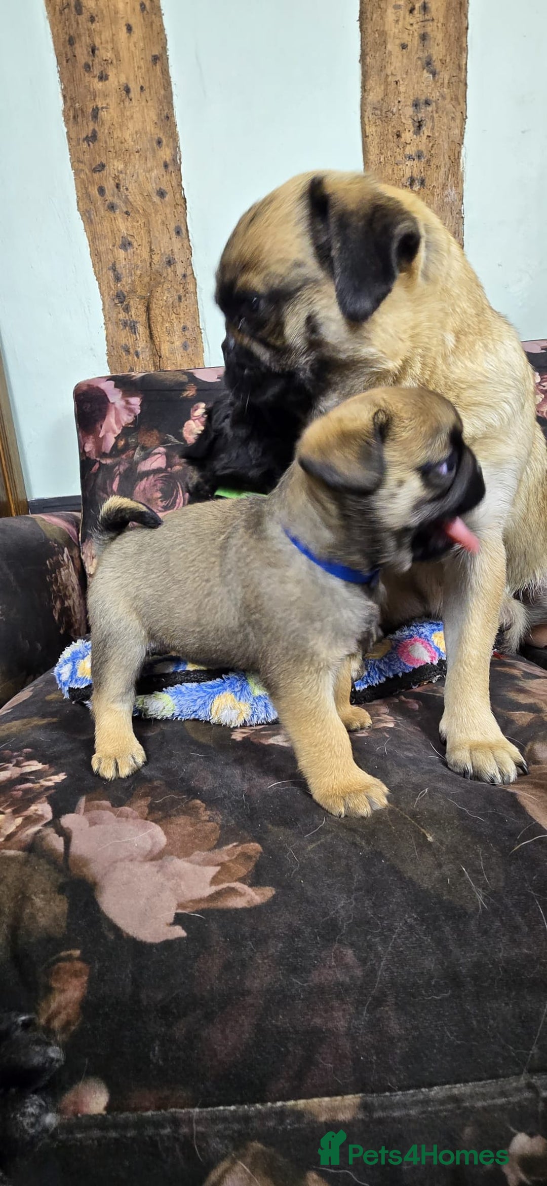 Pug dogs for sale: Beautiful Pure Pug Puppies 8 weeks old! 🐾 - Image 11