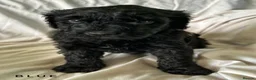 Newfypoo dogs for sale: 8 Beautiful F1 Newfypoo Puppies  - Advert 17
