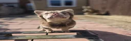 French Bulldog dogs for stud: MR COMPACTABULL  - Advert 5