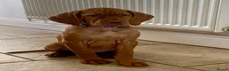 Hungarian Vizsla dogs for sale: 🌟Stunning, strong health tested KC pups 🌟  - Advert 28