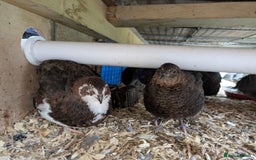 Quail poultry for sale: POL Jumbo quail - Image 1