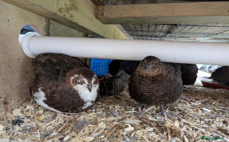 Quail poultry - Advert 2