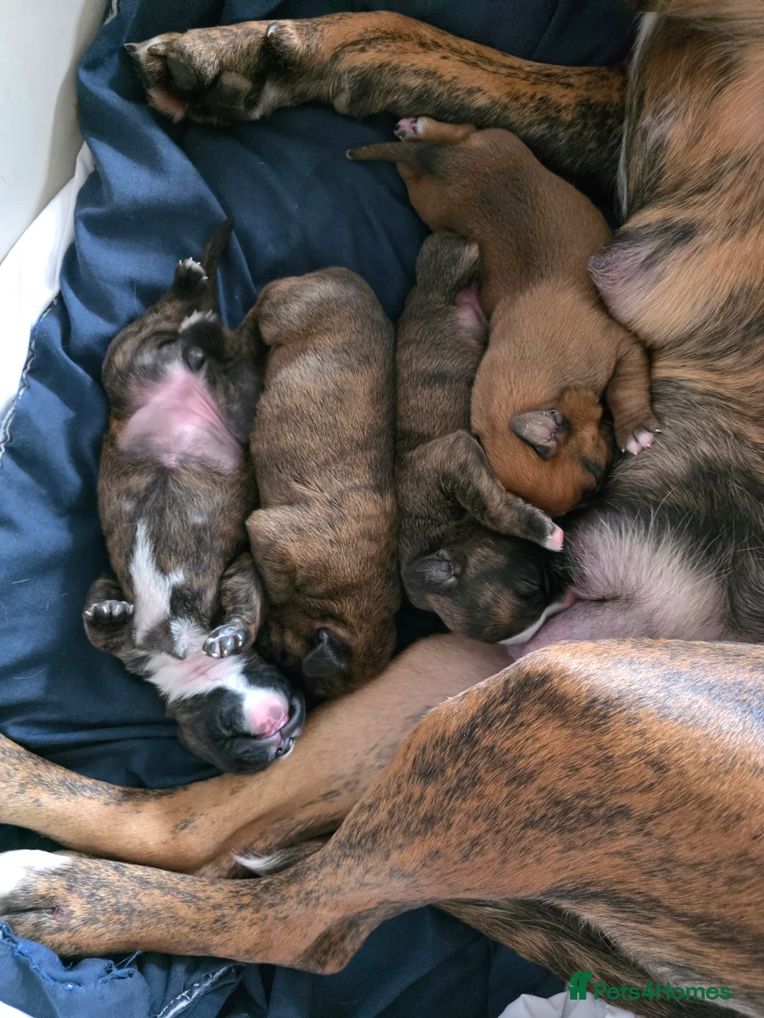 Boxer dogs for sale: Sharon Madin  in Chesterfield - Advert 1