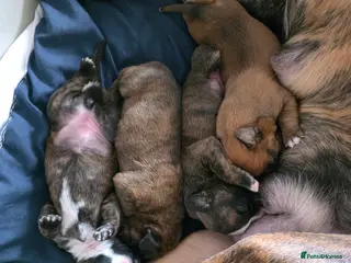 Boxer dogs Sharon Madin - Advert 11