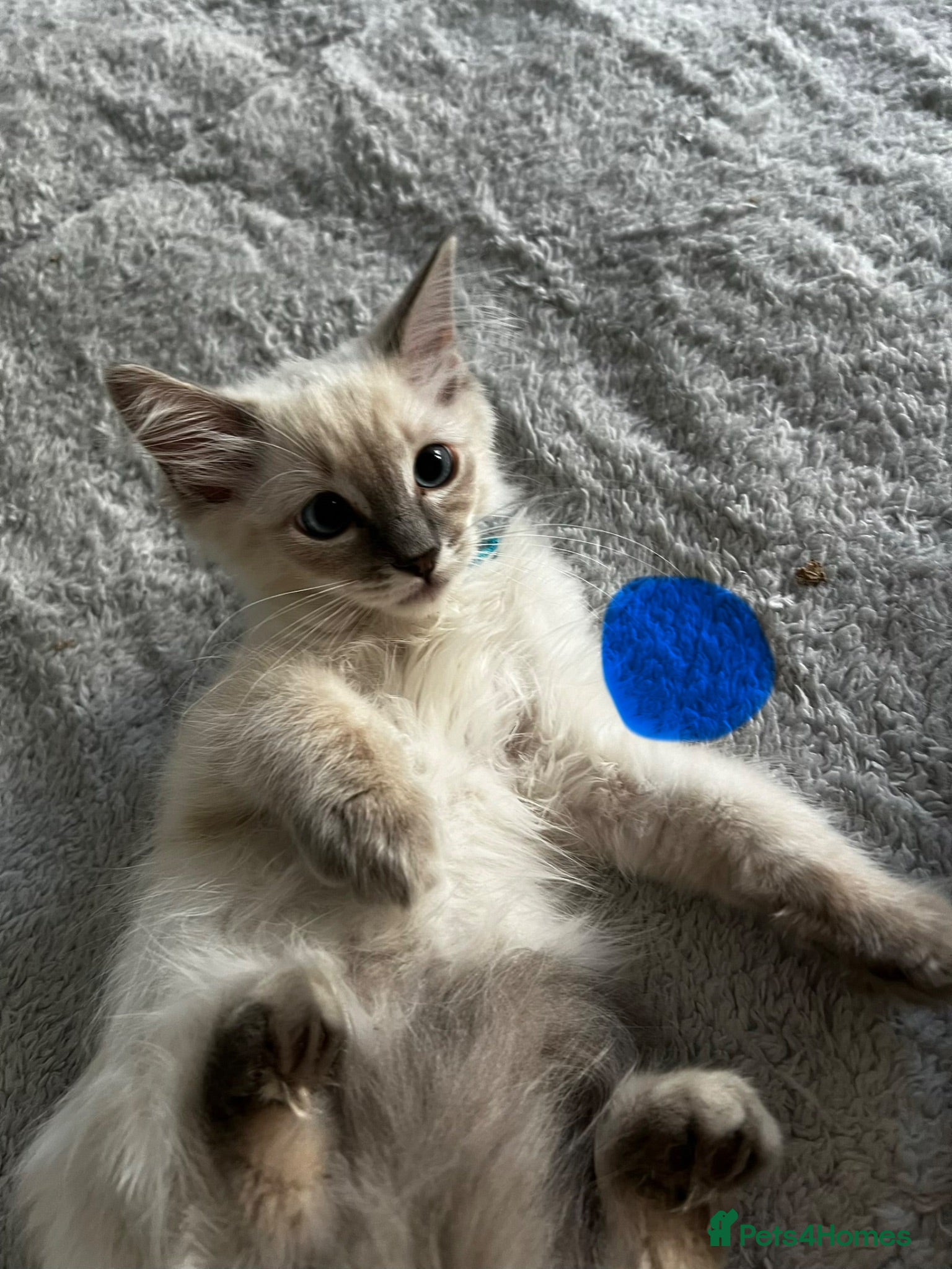 Ragdoll cats Purebred Ragdoll kittens - boys only - Ready Now! - Advert 14
