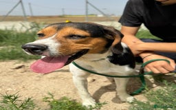 Beagle dogs for adoption: Cooper is in Hampshire & waiting for his family  - Advert 10