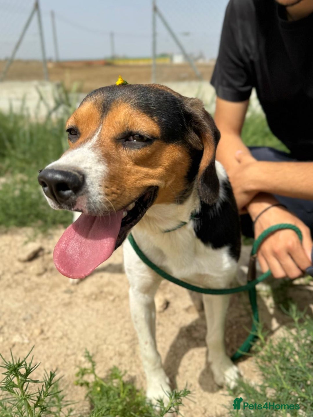 Beagle dogs for adoption: Cooper is in Hampshire & waiting for his family  - Advert 10