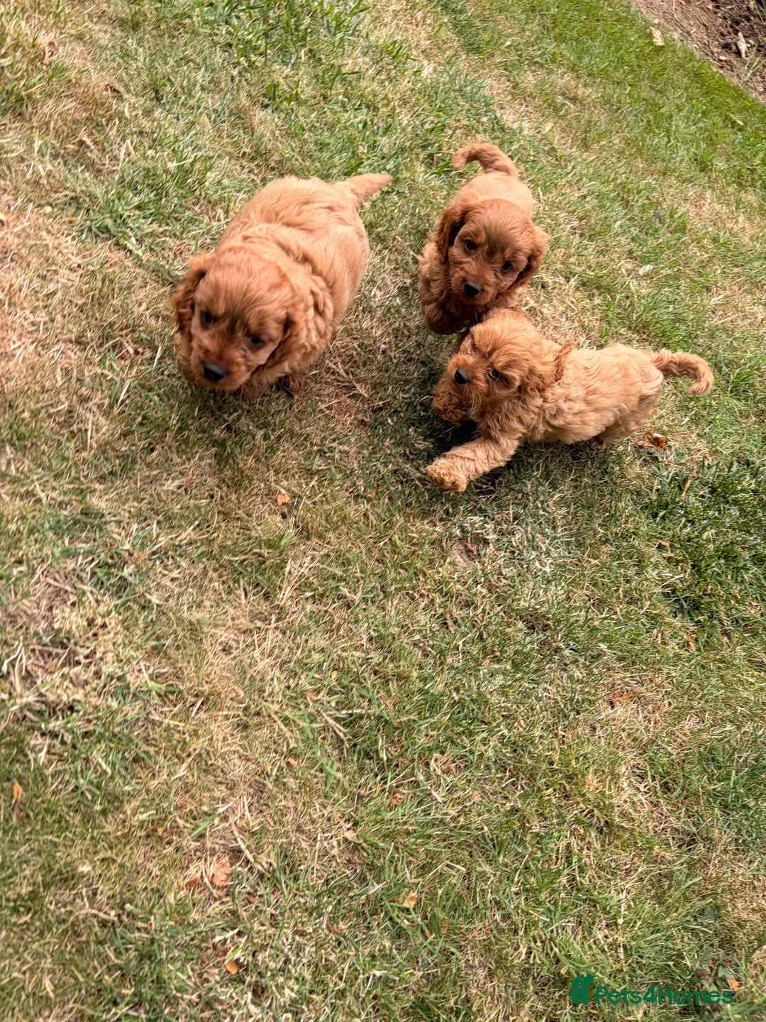 Cavapoo dogs for sale: Cavapoo puppy’s  - Advert 2