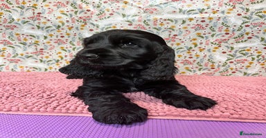 Cocker Spaniel dogs - Advert 15