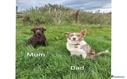 Borador dogs for sale: Chunky Chocolate Puppies  - Image 16