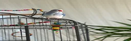 Ringnecks birds for sale: Blue Indian Ringneck For Sale - Advert 4