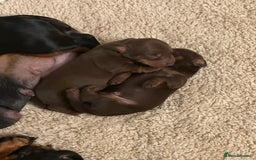 Miniature Dachshund dogs for sale: Stunning KC reg PRA clear Mini Dachshund puppies - Image 4