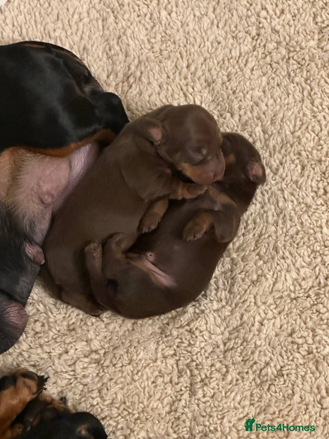 Miniature Dachshund dogs for sale: Stunning KC reg PRA clear Mini Dachshund puppies - Image 4