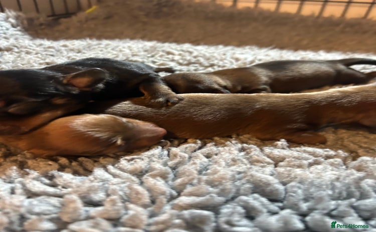 Miniature Dachshund dogs - Advert 2