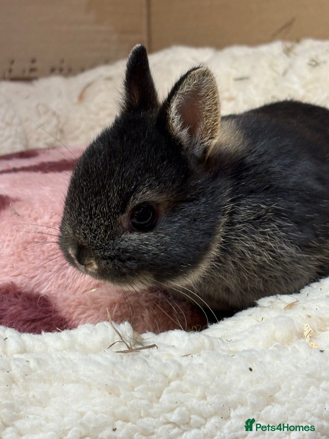 Netherland Dwarf rabbits for sale: Pure breed netherland dwarf (vaccinated)  - Advert 2