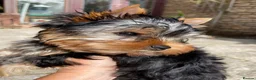 Yorkshire Terrier dogs for sale: Yorkshire Terrier male puppy - Advert 4