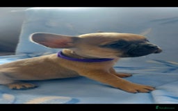 French Bulldog dogs for sale: French bulldog puppies  - Image 9