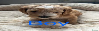 Cockapoo Puppy 2