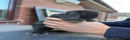 Mini Lop rabbits for sale: Adorable little mini lops - Advert 3
