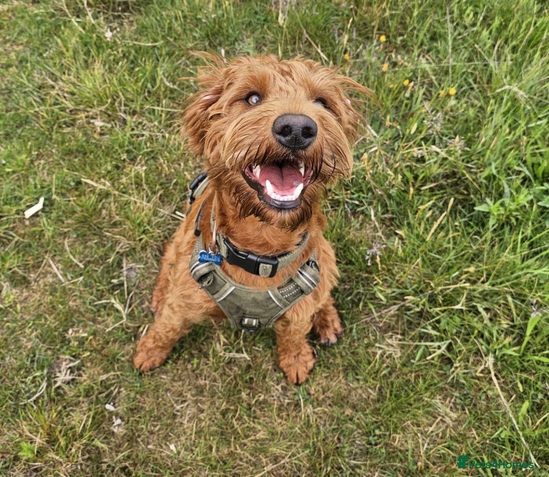 Labradoodle dogs for sale: Fox Red F1 Miniature Labradoodles  - Advert 24