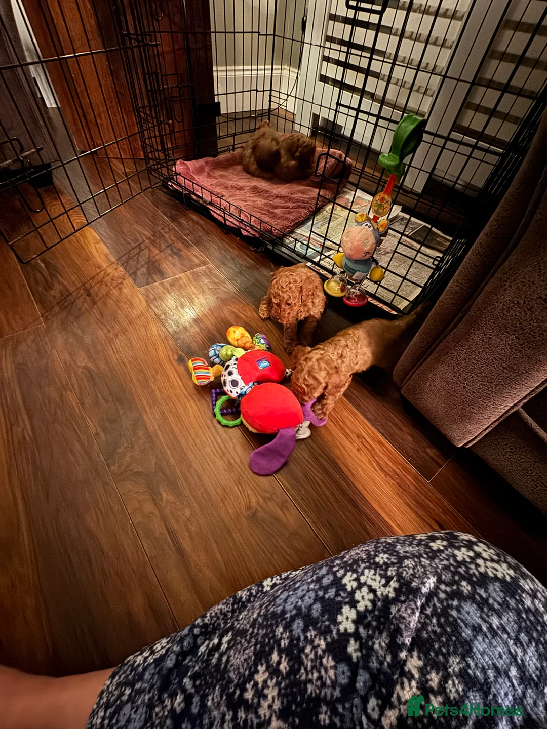 Cavapoo dogs for sale: F1 b beautiful Cavapoos  - Advert 4