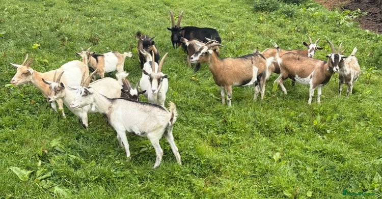 Goats livestock - Advert 1