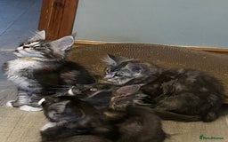 Maine Coon cats for sale: 4 LEFT! Tica registered non active mainecoons - Image 17