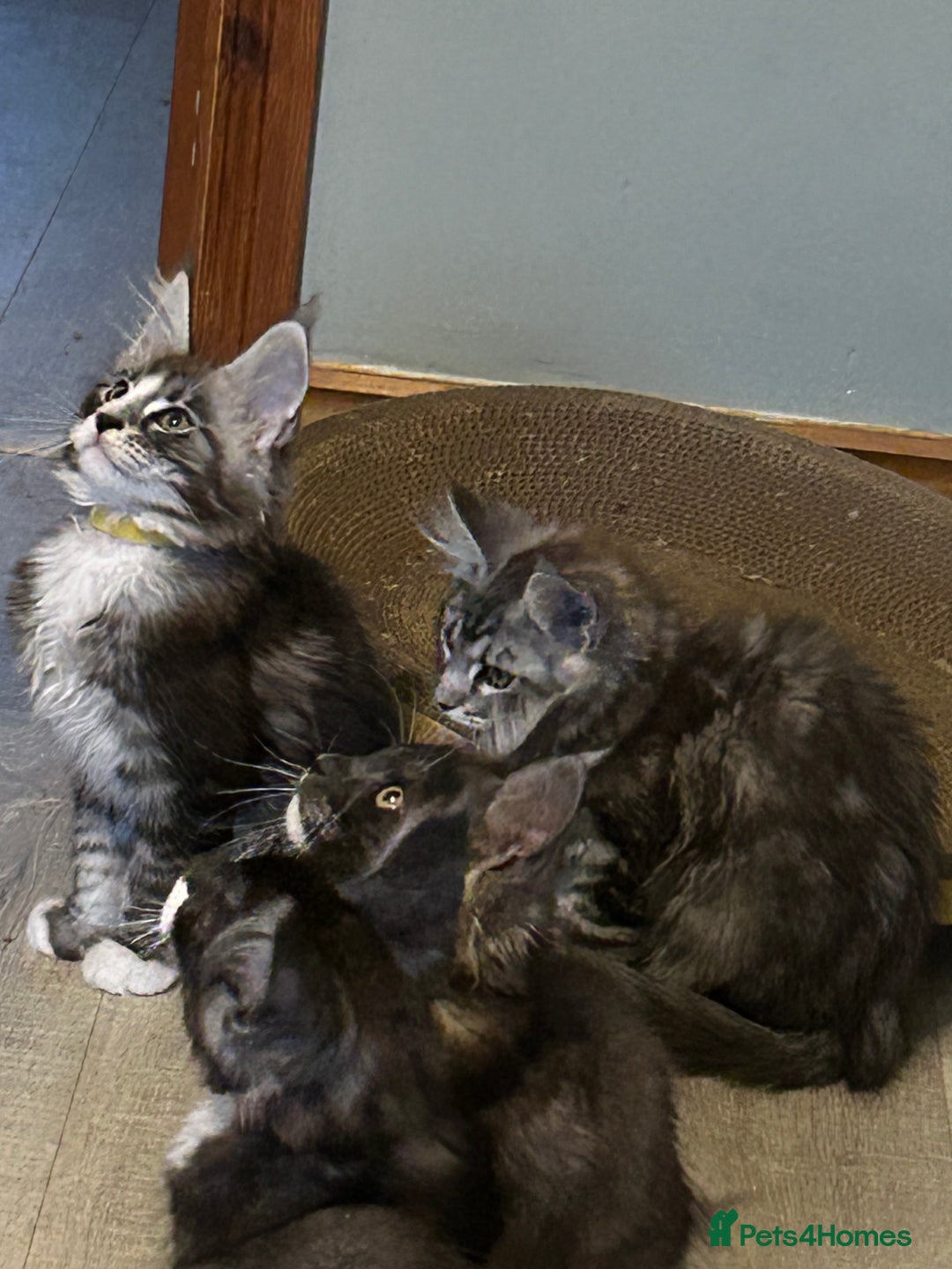 Maine Coon cats for sale: 4 LEFT! Tica registered non active mainecoons - Image 17